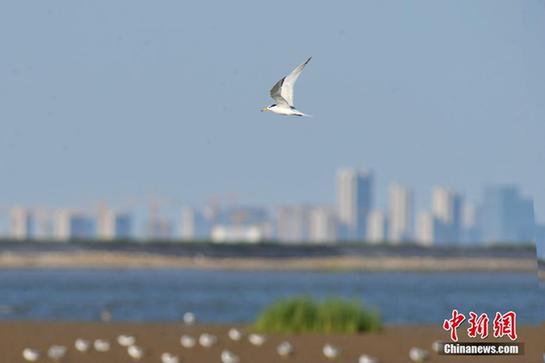 Critically endangered bird found in Qingdao