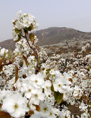 山東泰安岱岳區萬畝梨花盛開