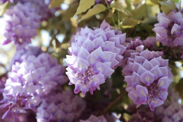 Pink and purple color up Jiading in spring