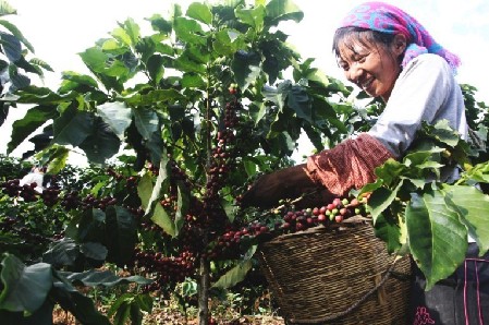 The Legend of Coffee