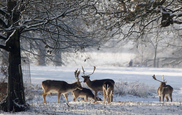 Snowy Christmas ahead for Europeans
