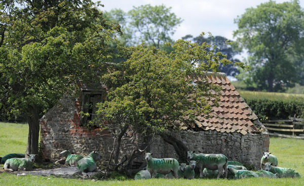 UK farmer sprays sheep with adverts