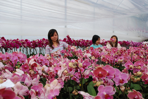 Flower production base promotes farmers' income.