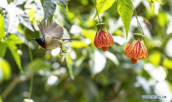 Fork-tailed sunbird flies among flowers in Chongqing