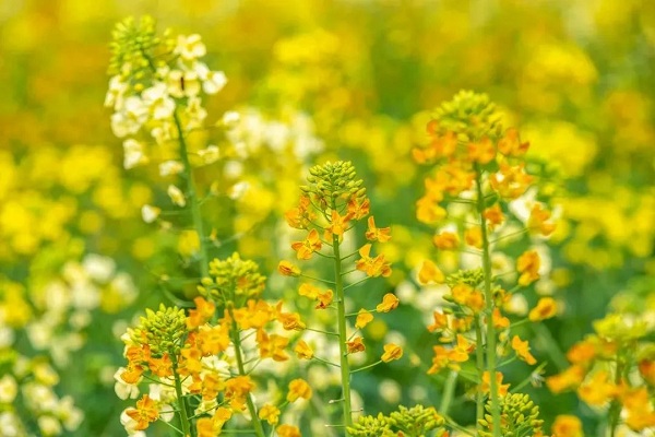 Have an Arcadian spring in Liangjiang