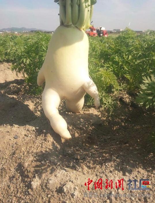 成精的蘿卜君！《大根逃亡記》爆紅