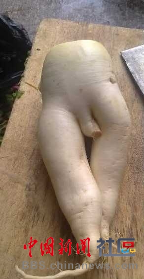 成精的蘿卜君！《大根逃亡記》爆紅