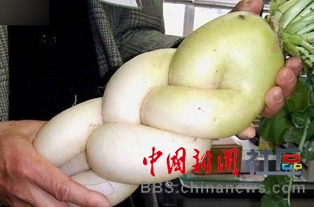 成精的蘿卜君！《大根逃亡記》爆紅