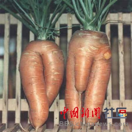 成精的蘿卜君！《大根逃亡記》爆紅