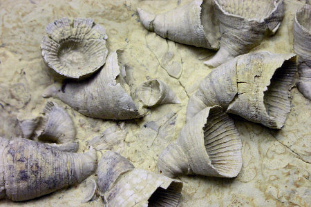 地球歷史上5次物種大滅絕：終結恐龍時代