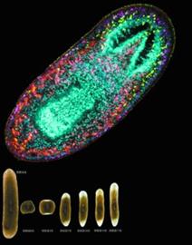 人體也能無限再生嗎 存在倫理風險(圖)