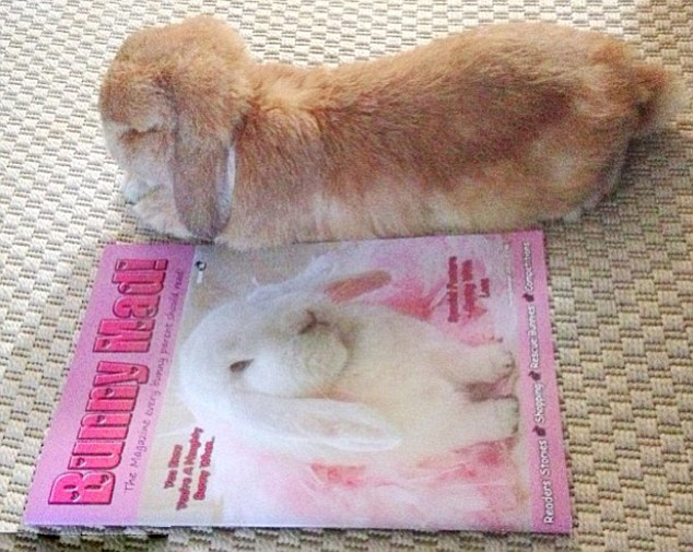 網上爆紅的超萌兔子兄弟(組圖)