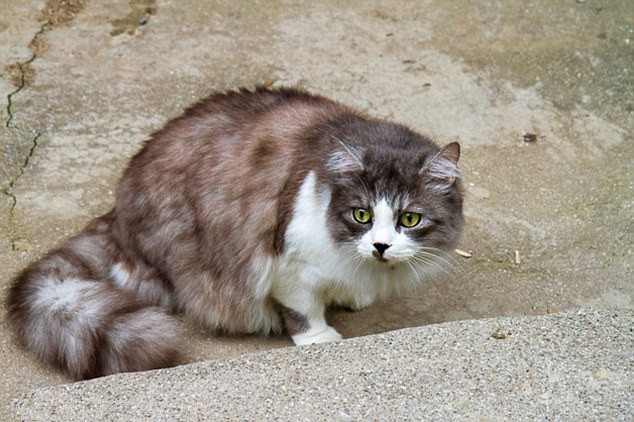 旅行者抓拍土耳其街頭幸福流浪貓(組圖)