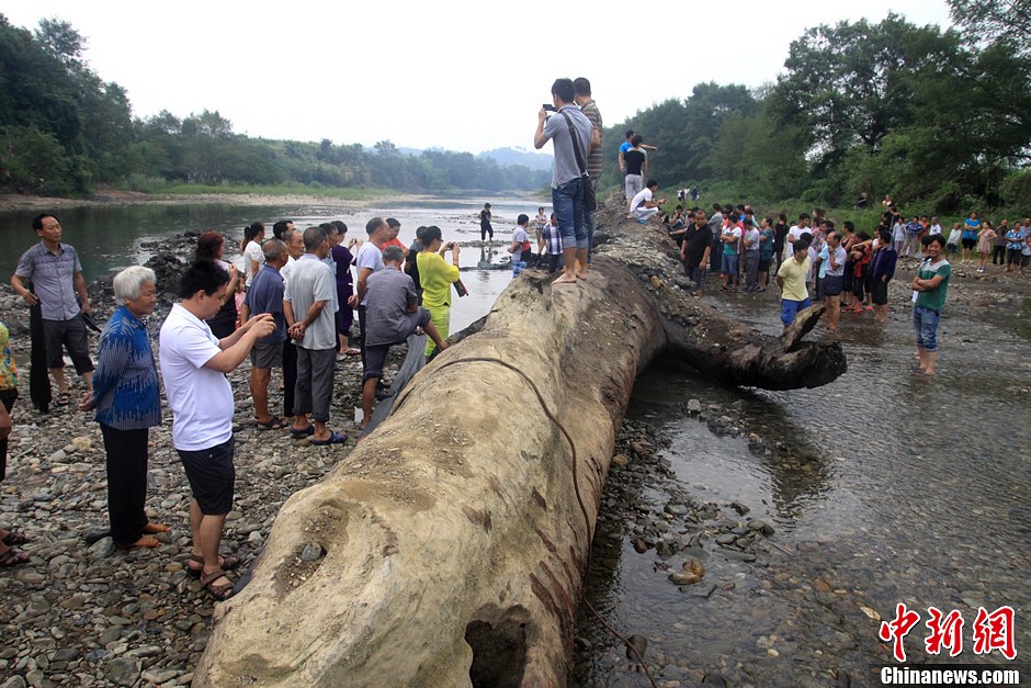 80噸重千年古樹現世 埋藏地下至少500年
