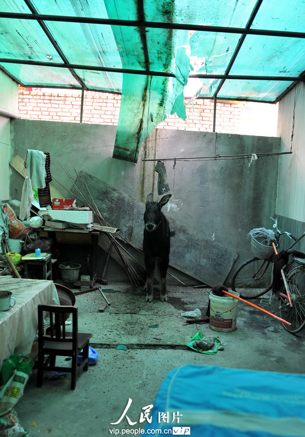 鬣羚夜闖民宅 警民聯手護送回家(組圖)