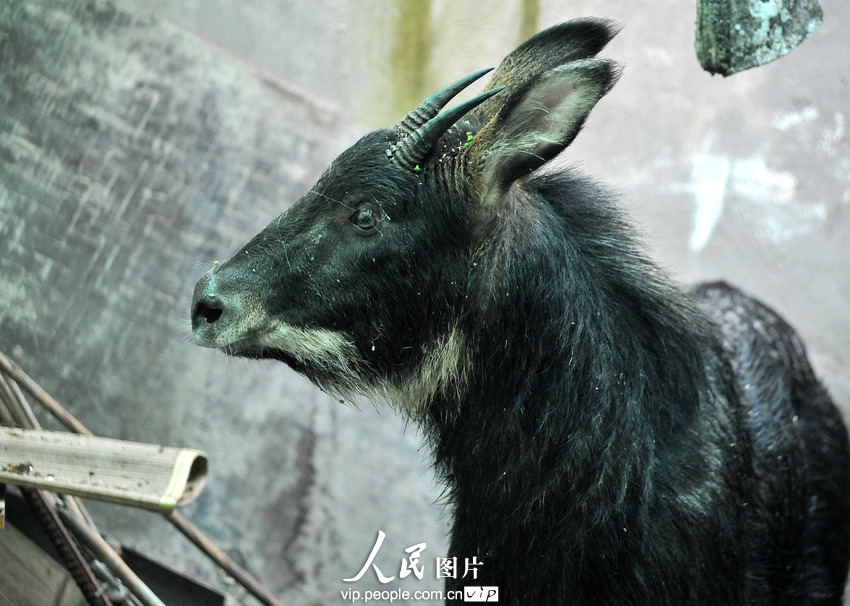 鬣羚夜闖民宅 警民聯手護送回家(組圖)