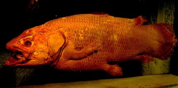 海底發現的十大神秘物體：希臘遠古計算機