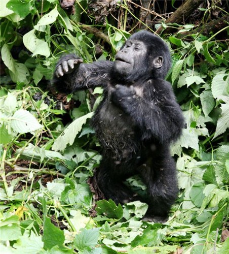 小猩猩樹上摔下不撒嬌 猛力捶胸顯“霸氣”(圖)