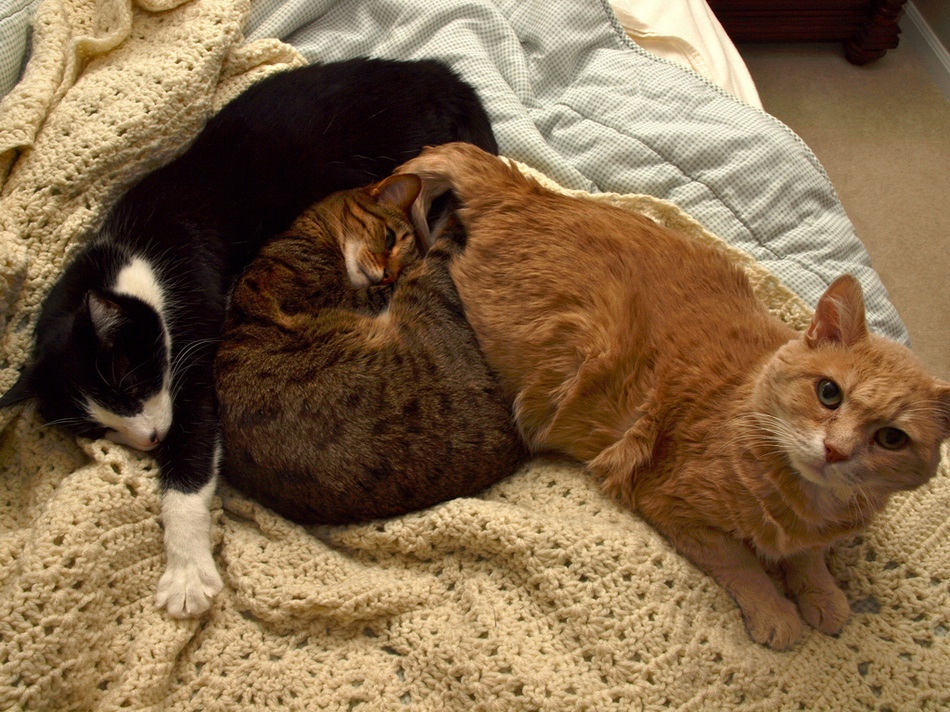 冬日暖情：動物們的擁抱日(高清組圖)