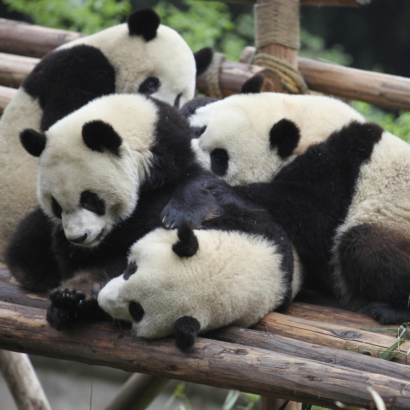 冬日暖情：動物們的擁抱日(高清組圖)