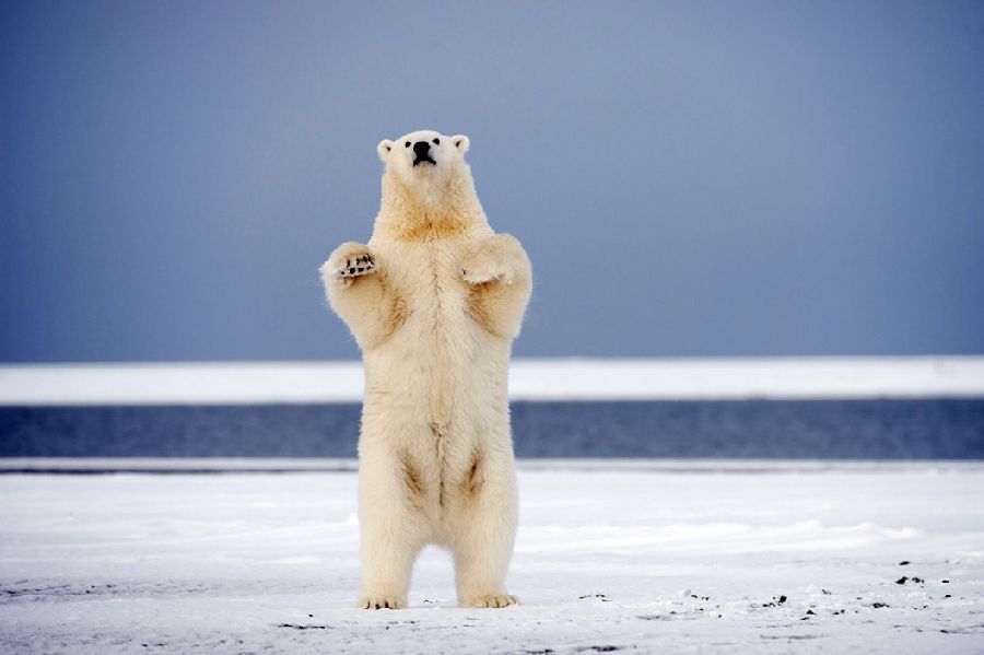 兩頭北極熊冰上翩翩起舞超萌超可愛(組圖)