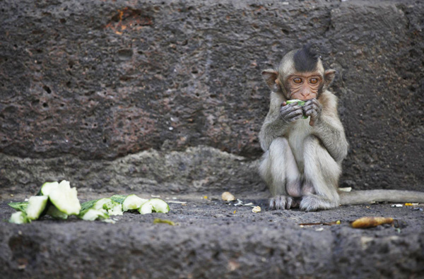 Monkey Buffet Festival