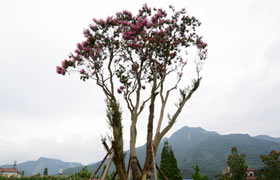 Trending: Impatient foreigner forces sudden halt