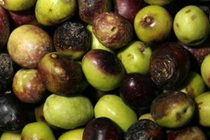 Verdale olives are stored before the oil extraction process at the 'Moulin Fanouse' in Mirabel aux Barronnies in southern France December 8, 2006. People who use plenty of olive oil in their diets may be helping to prevent damage to body cells that can eventually lead to cancer, new research suggests. (Jacky Naegelen/Reuters)