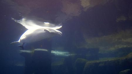 Aurora the Beluga whale gives birth to calf