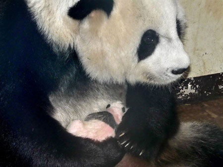 20-day-old panda cub in Thailand