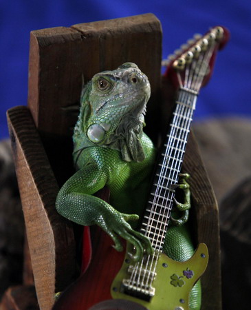 Lizard, 'Cheese' for the camera!