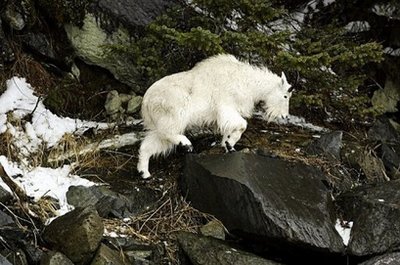 Goat that killed US hiker known as aggressive