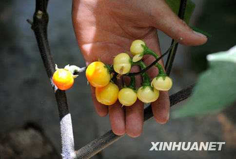 “神七”搭載種子育出有益變異[組圖]