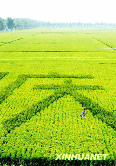 稻田里“長”出國慶祝福[組圖]